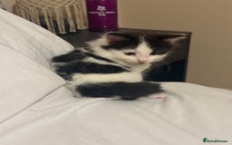 Mixed Breed cats for sale: Adorable male kitten left  - Image 4