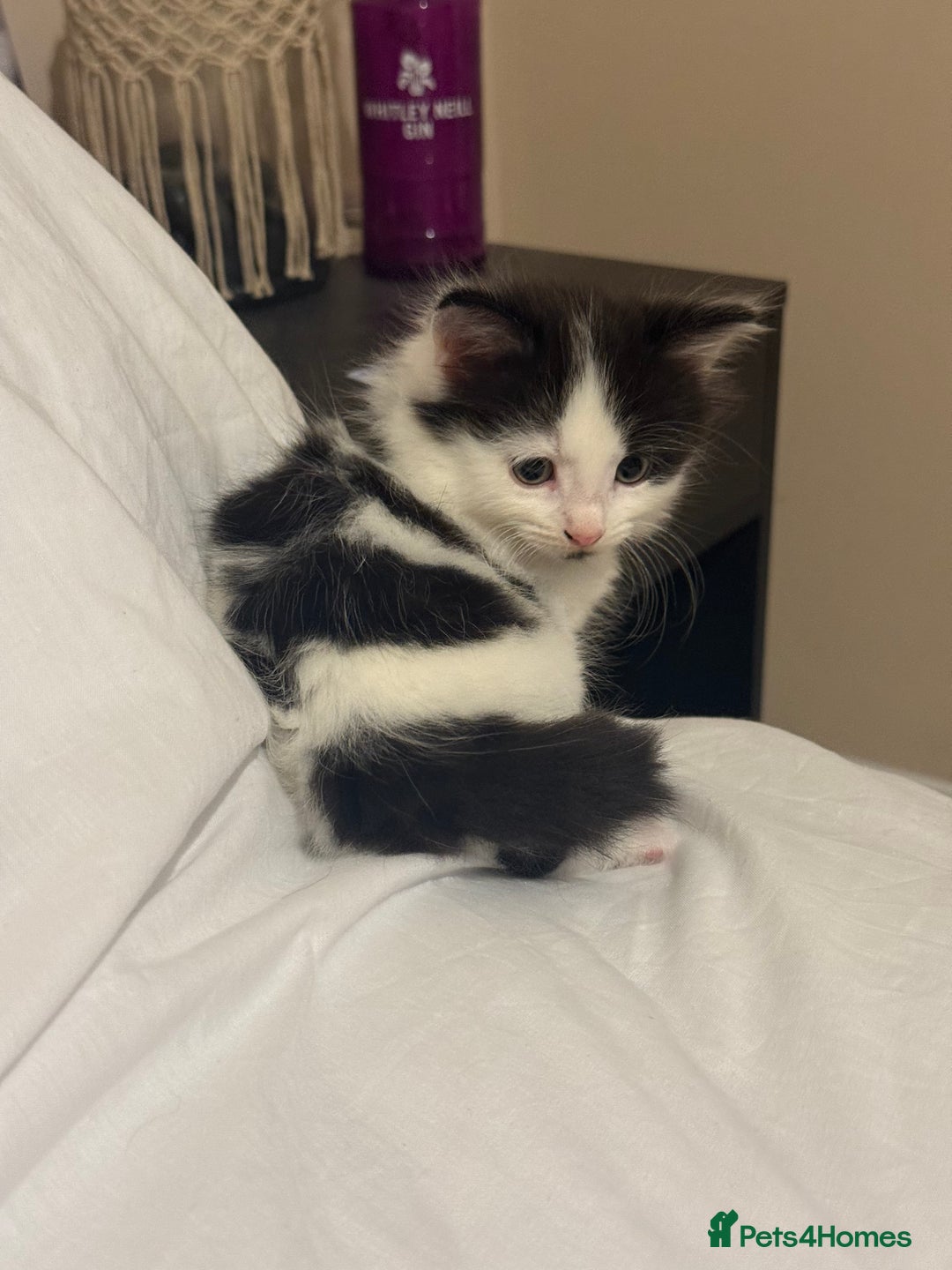 Mixed Breed cats for sale: Adorable male kitten left  - Image 4