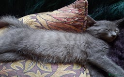 Mixed Breed cats for sale: UNIQUE SILVER/BLUE BENGAL X RUSSIAN BLUE KITTENS  - Image 8