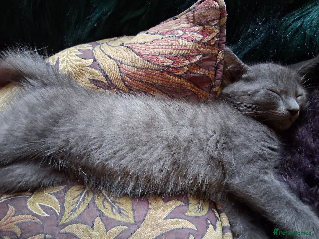 Mixed Breed cats for sale: UNIQUE SILVER/BLUE BENGAL X RUSSIAN BLUE KITTENS  - Image 8