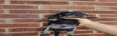 Miniature Dachshund 2