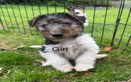 Fox Terrier dogs for sale: KC registered Wire hair fox Terrier puppies  - Image 3