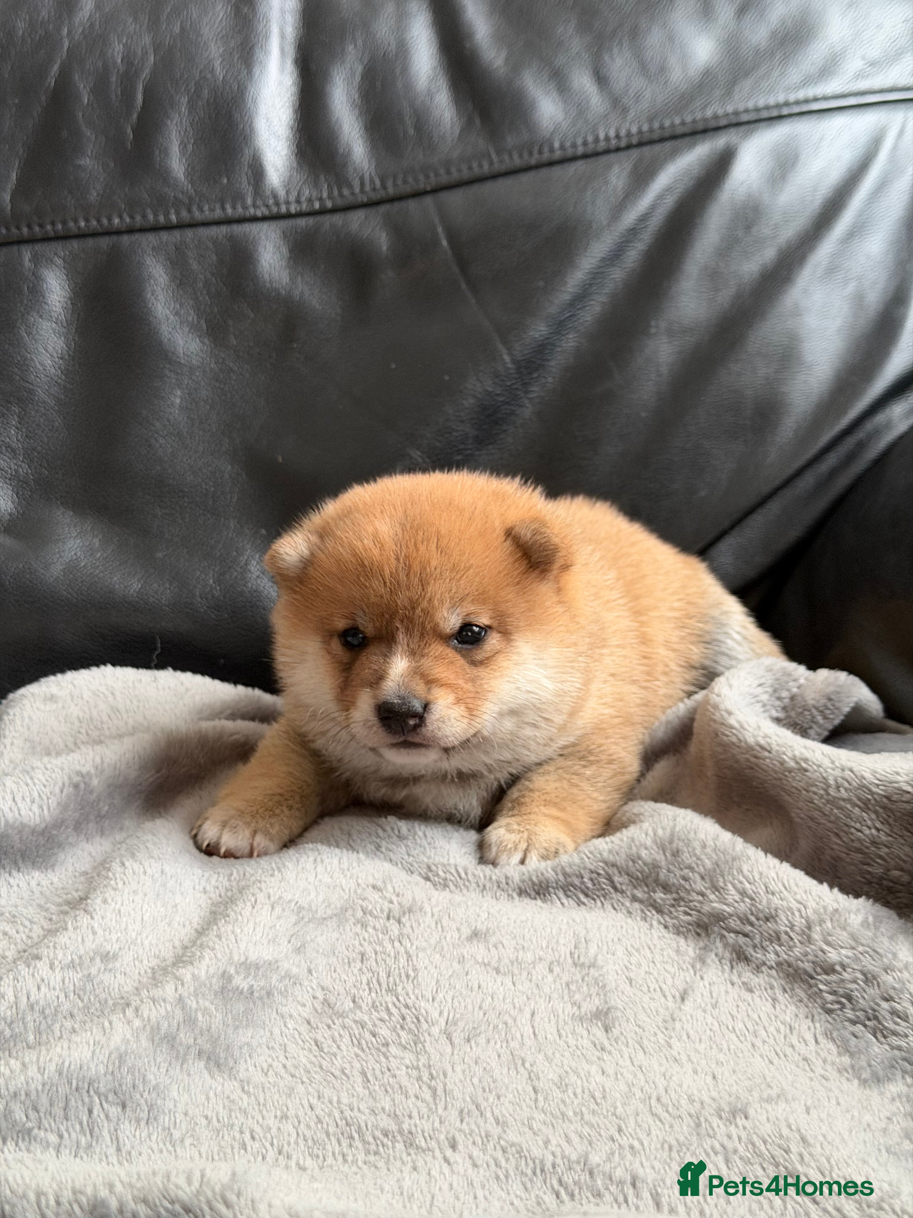 Japanese Shiba Inu dogs for sale: Japanese Mameshiba Inu Puppies Show Grade - Advert 10