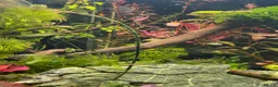 Tetras fish for sale: Norman Lampeyes  in Bristol - Advert 2