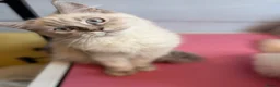 Perdoll cats for sale: ⭐️Ready Now  kittens  - Advert 3