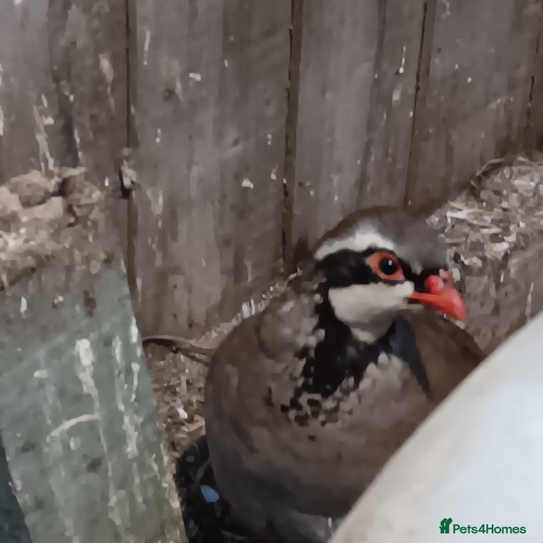 Pigeons birds for sale: Pigeons - Advert 8