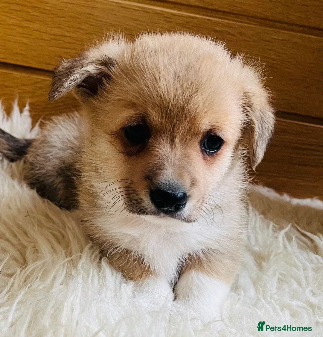 Welsh Corgi Pembroke dogs for sale: KC reg Welsh Corgi Pembroke puppies - Advert 18