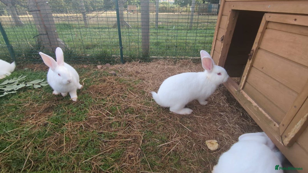 New Zealand rabbits for sale: 🐰 New Zealand White Rabbits – Friendly, Healthy🐰 - Image 13