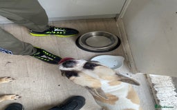 French Bulldog dogs for sale: Rehoming one year old French bulldog - Image 8