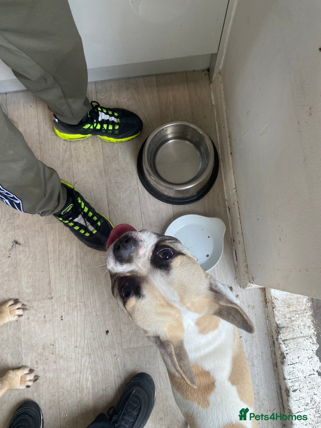 French Bulldog dogs for sale: Rehoming one year old French bulldog - Image 8
