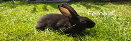 Rex rabbits for sale: 2 Litters of Mini rex different colours and sex - Advert 6