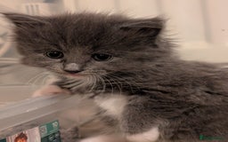 Maine Coon cats for sale: 3 maine coon cross kittens  - Image 1