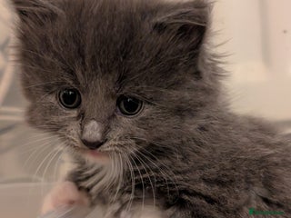 Maine Coon cats - Advert 23