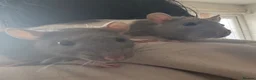 Rat rodents for sale: 2 FEMALE FANCY RATS - Advert 9