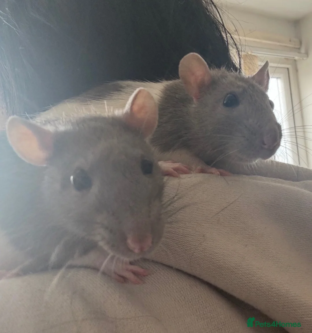 Rat rodents for sale: 2 FEMALE FANCY RATS - Advert 9