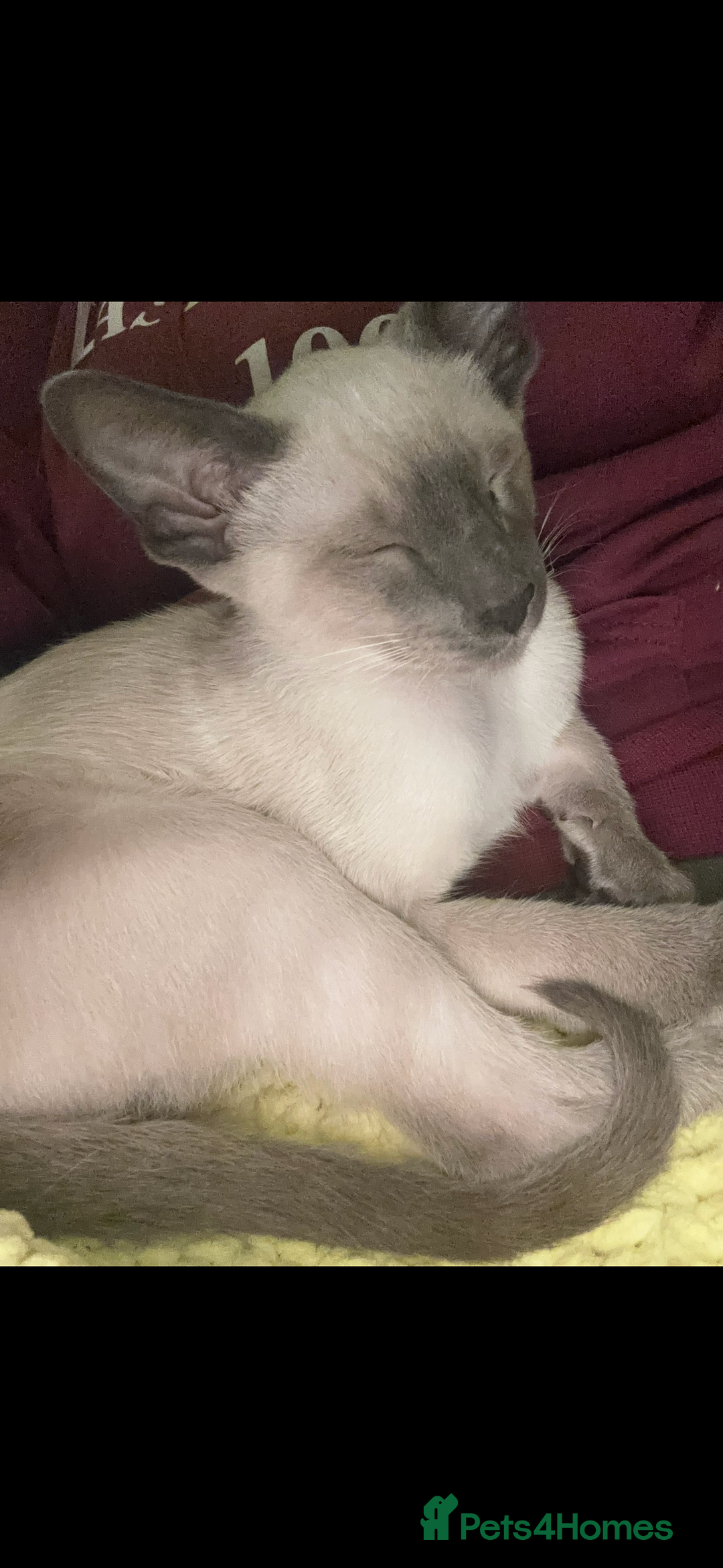 Siamese cats for sale: 1 year old blue point male Siamese - Advert 2