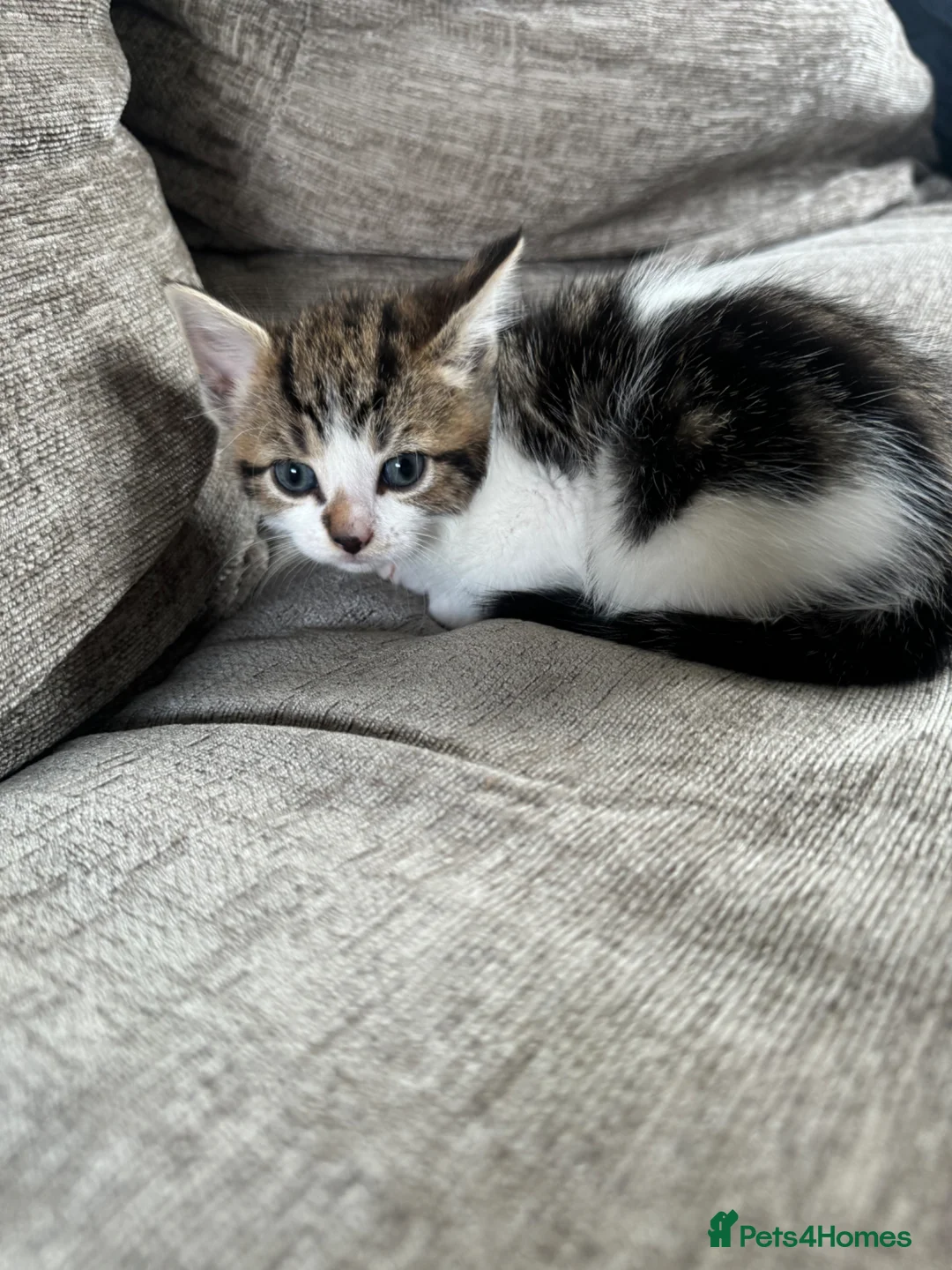 Mixed Breed cats for sale: Mixed breed kittens quarter bengal  - Advert 2