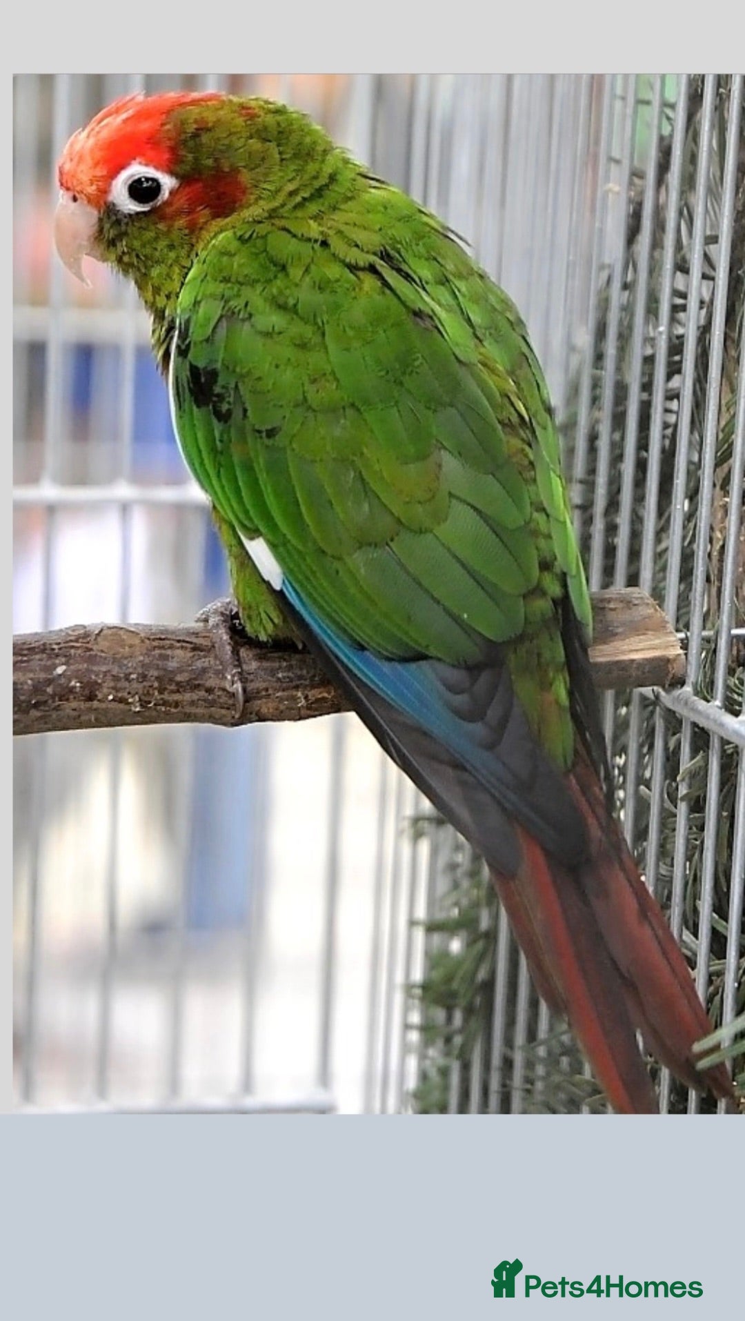 Conures birds Rose-Crowned Conures & Pearly Conure - Advert 1