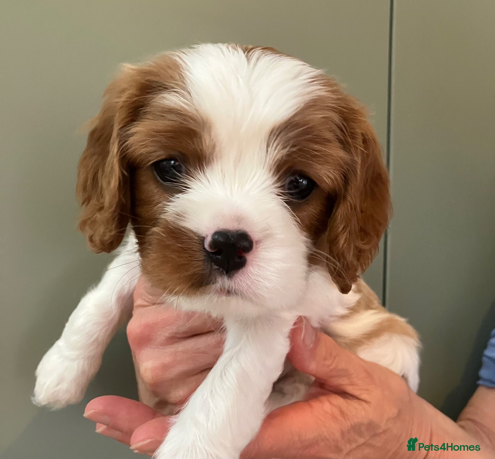Cavalier King Charles Spaniel dogs KC Registered Puppies from Health Tested Parents  - Advert 1