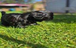 Shih Tzu dogs for sale: Shih Tzu Imperial (Karashishi) - Image 17
