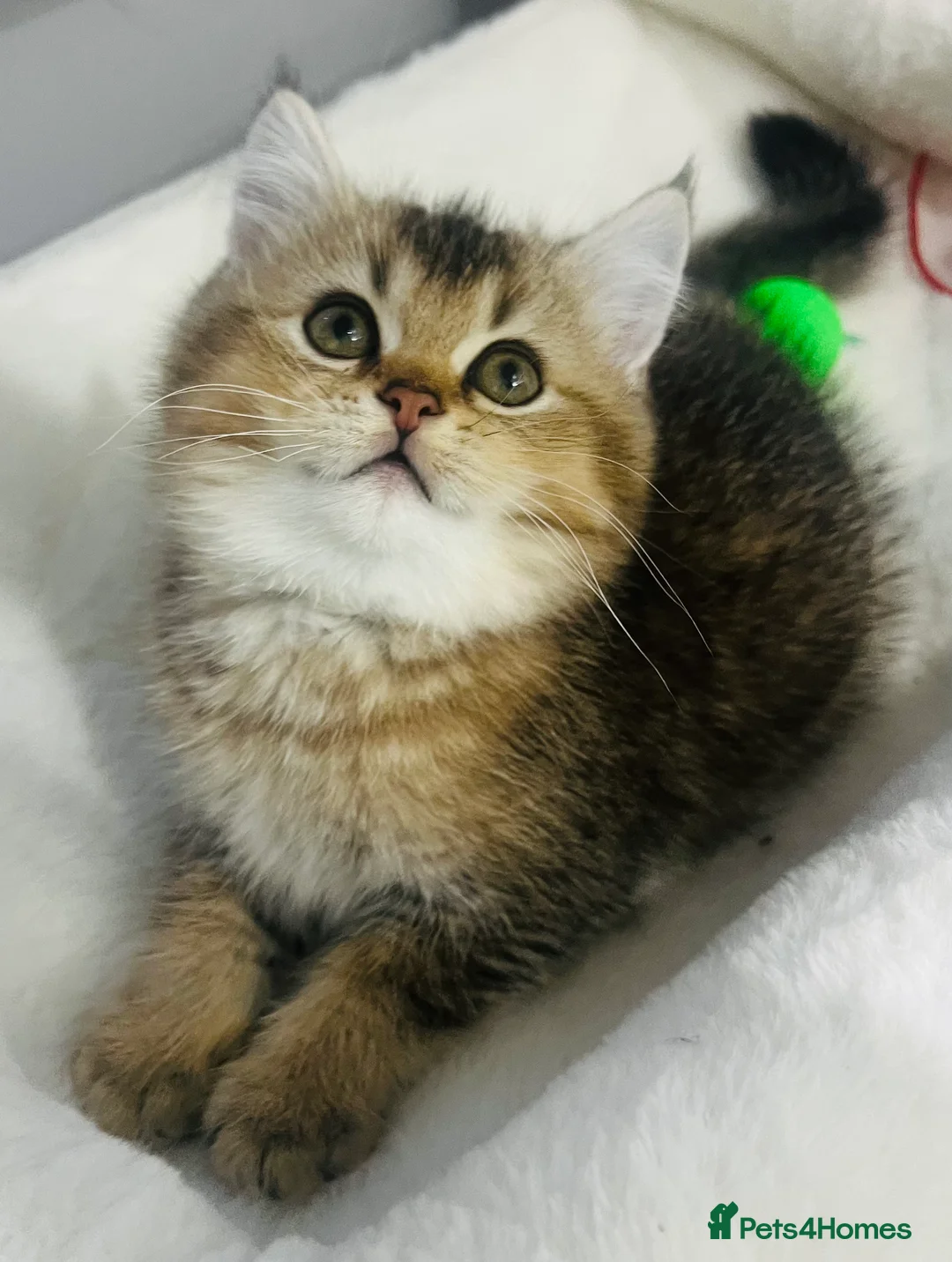 Scottish Fold cats for sale: TICA registered Pedigree boy kitten  - Advert 8