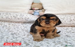 Cocker Spaniel dogs for sale: 🐾 Beautiful Show Cocker Spaniel Puppys - Image 11