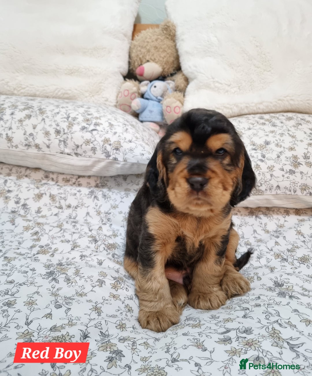 Cocker Spaniel dogs for sale: 🐾 Beautiful Show Cocker Spaniel Puppys - Image 11