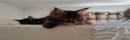 Maine Coon cats for sale: V. Vilma  - Advert 14