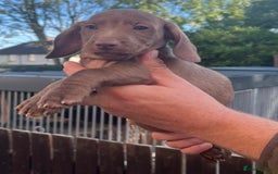Dachshund dogs for sale: Min dachshund x teckel ( standered dachshund) - Image 9