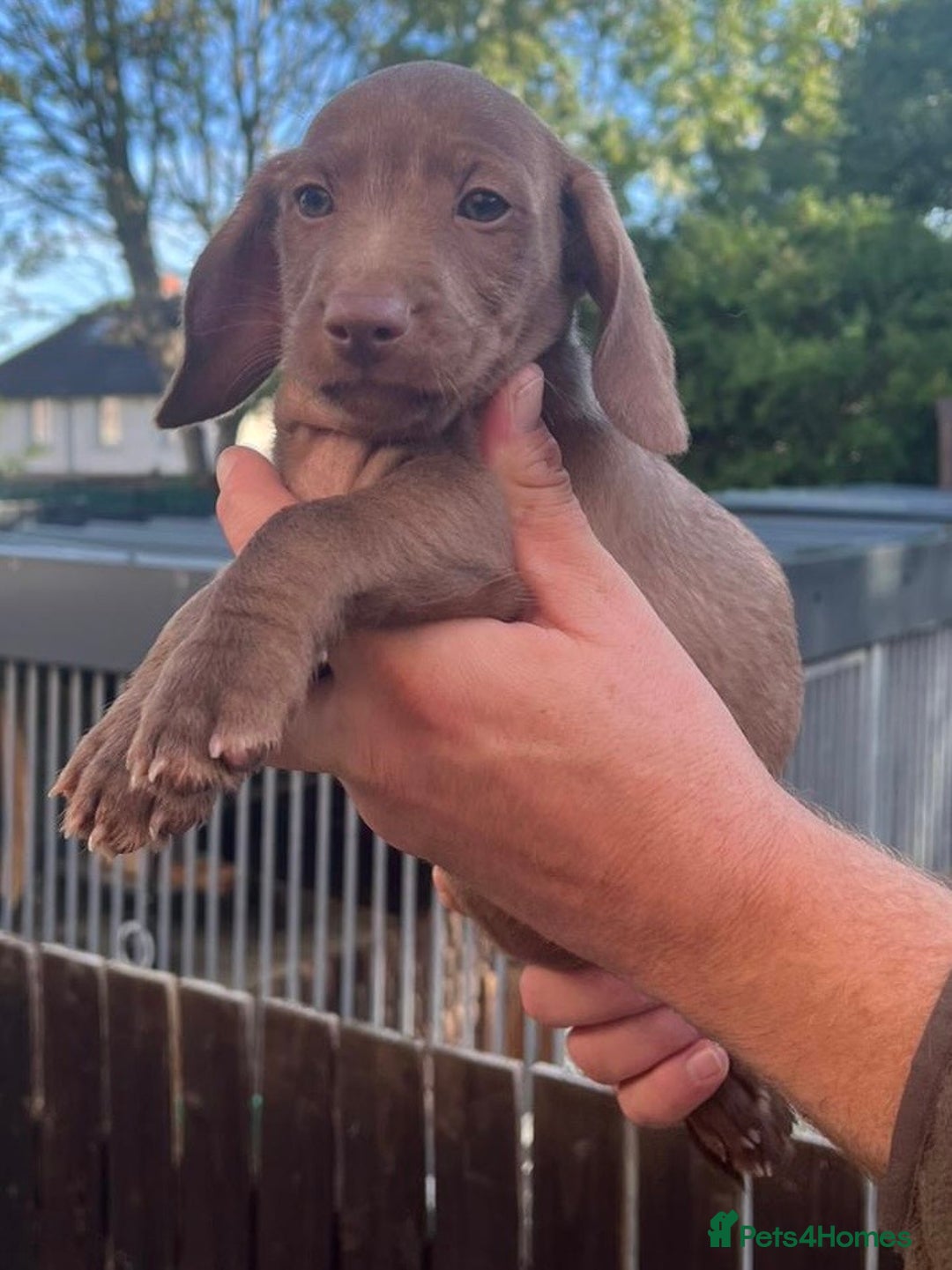 Dachshund dogs for sale: Min dachshund x teckel ( standered dachshund) - Image 9