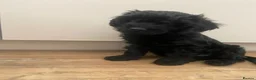 Cavapoo dogs for sale: Little Romeo looking for his Juliet!  - Advert 7
