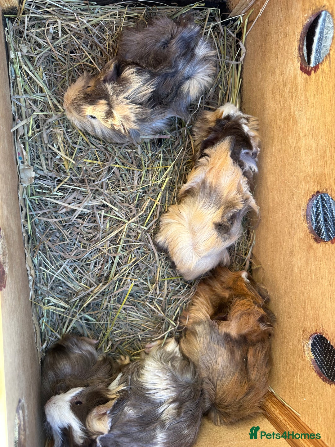 Guinea Pig rodents for sale: 5 pretty female guinea pigs. - Advert 5