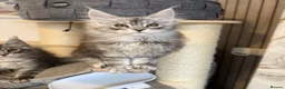 Maine Coon cats for sale: 🐾Three Beautiful Pedigree Maine Coon Boys🐾 - Advert 19
