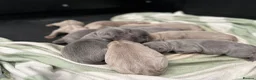 Labrador Retriever dogs for sale: Perfect health tested Silver & Charcoals  - Advert 10