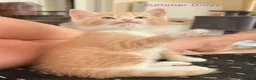 Mixed Breed cats for sale: GORGEOUS KITTENS LOOKING FOR THEIR FOREVER HOMES in Canterbury - Advert 2