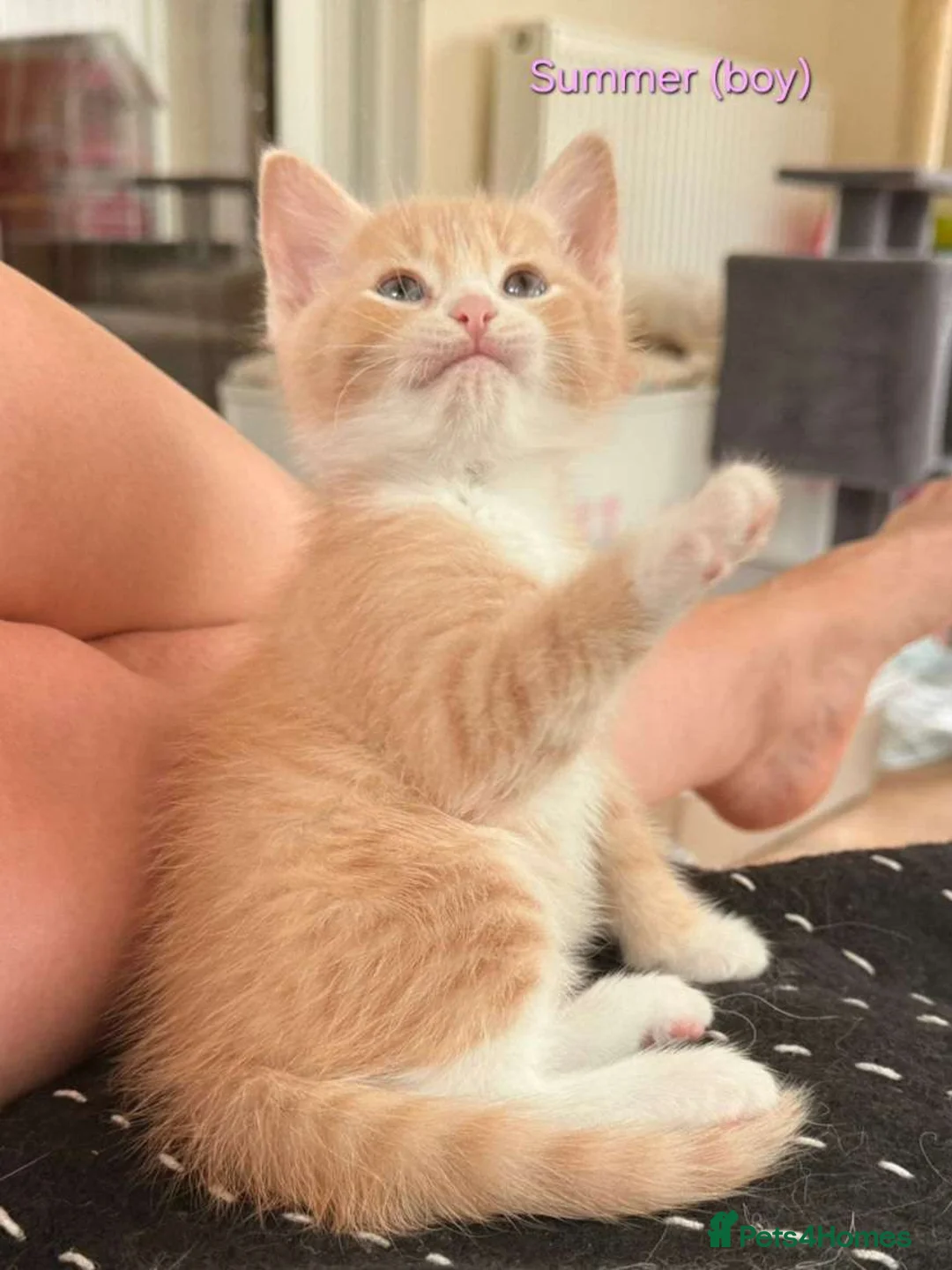 Mixed Breed cats for sale: GORGEOUS KITTENS LOOKING FOR THEIR FOREVER HOMES in Canterbury - Advert 2