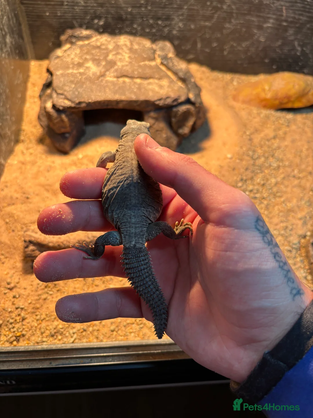 Lizard reptiles for sale: Egyptian uromastyx aegyptia Baby  - Advert 5