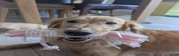 Golden Retriever dogs for sale: Beautiful KC registered Golden Retriever puppies  - Advert 19