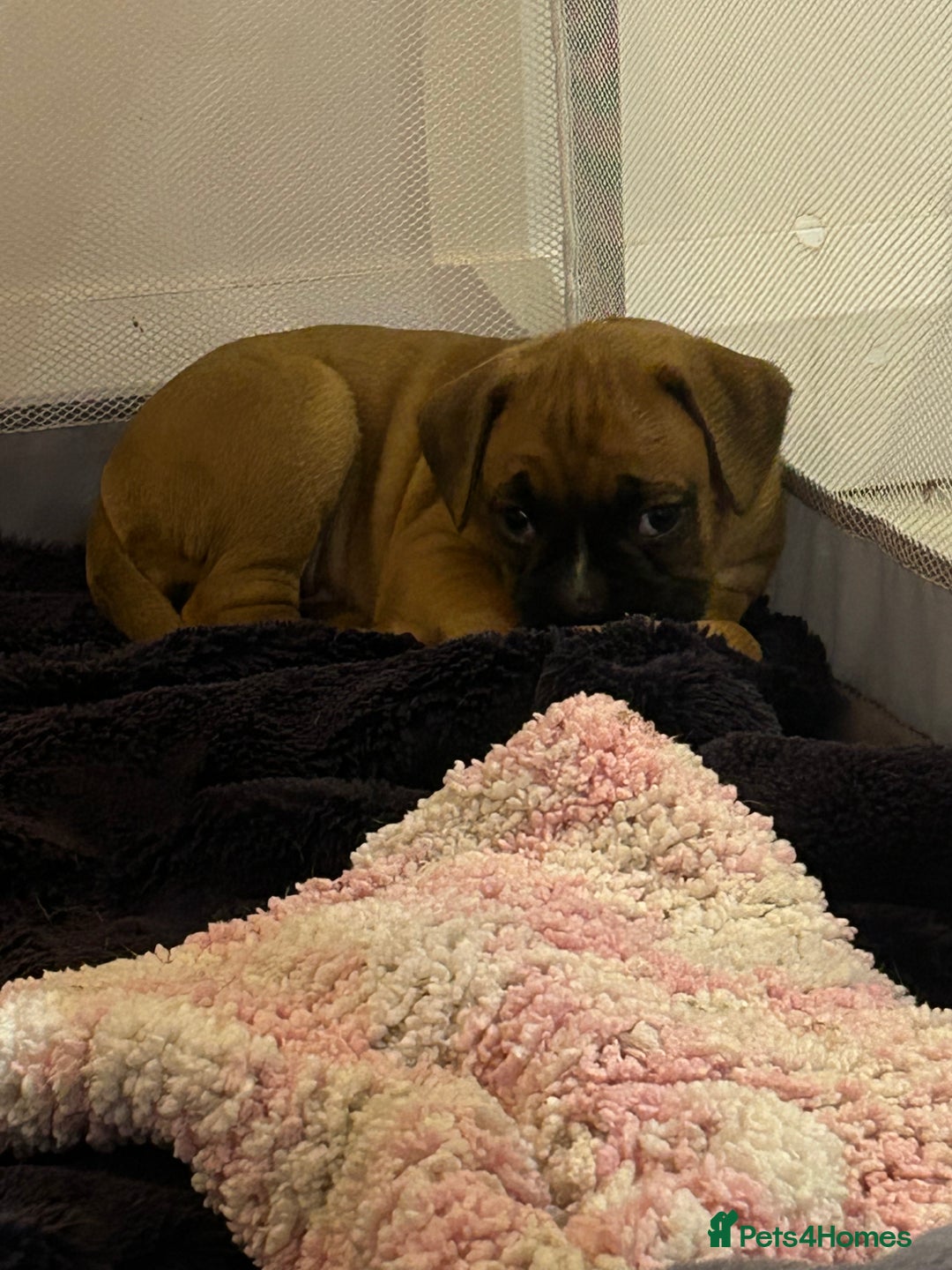 Boxer dogs for sale: Boxer puppy female - Advert 4