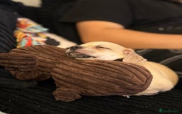 Mixed Breed dogs for sale: Adorable chihuahua cross shih tzu puppy male - Image 6