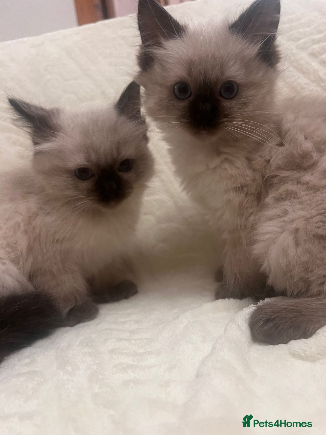 Ragdoll cats for sale: GCCF Ragdolls kitten  - Advert 1