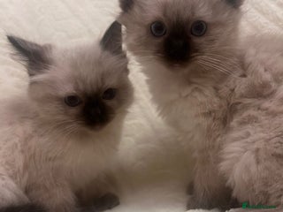 Ragdoll cats GCCF Ragdolls kitten - Advert 13