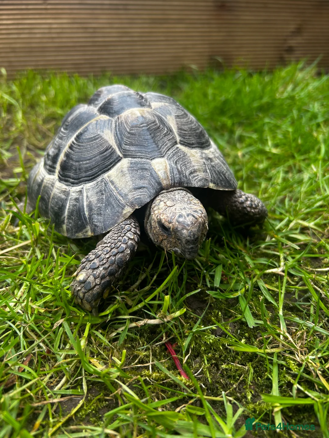 Hermann Tortoise reptiles for sale: Hermann’s Tortoises  in Wimborne - Advert 2