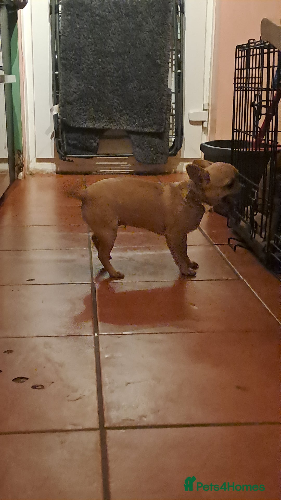 Mixed Breed dogs for sale: Frenchie x chihuahua x2.females. 7 months old. - Advert 3
