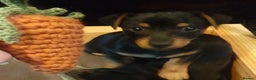 Jack Russell dogs for stud: Stud Black and Tan Jack Russell  in Llanidloes - Advert 10