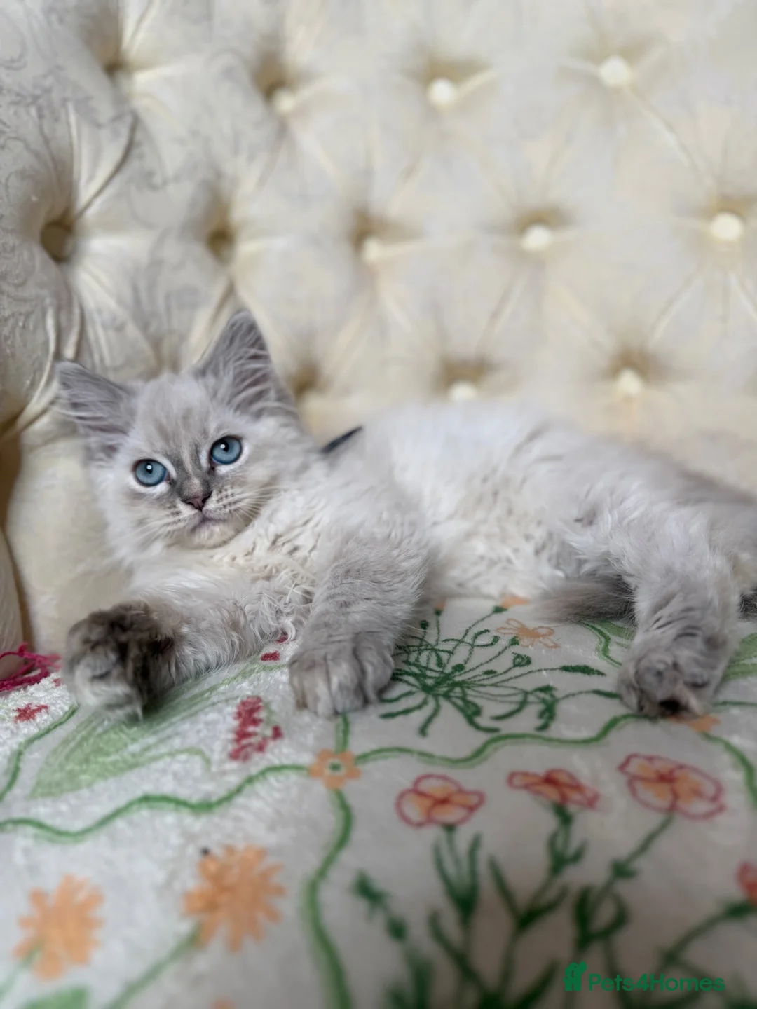 Perdoll cats for sale: ⭐️READY Now⭐️ Perdoll kittens  - Advert 1