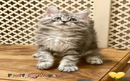 Maine Coon cats for sale: 🐾🦁 *TICA* MAINE COON KITTENS 🧬 DNA CLEAR 🦁🐾 - Image 13