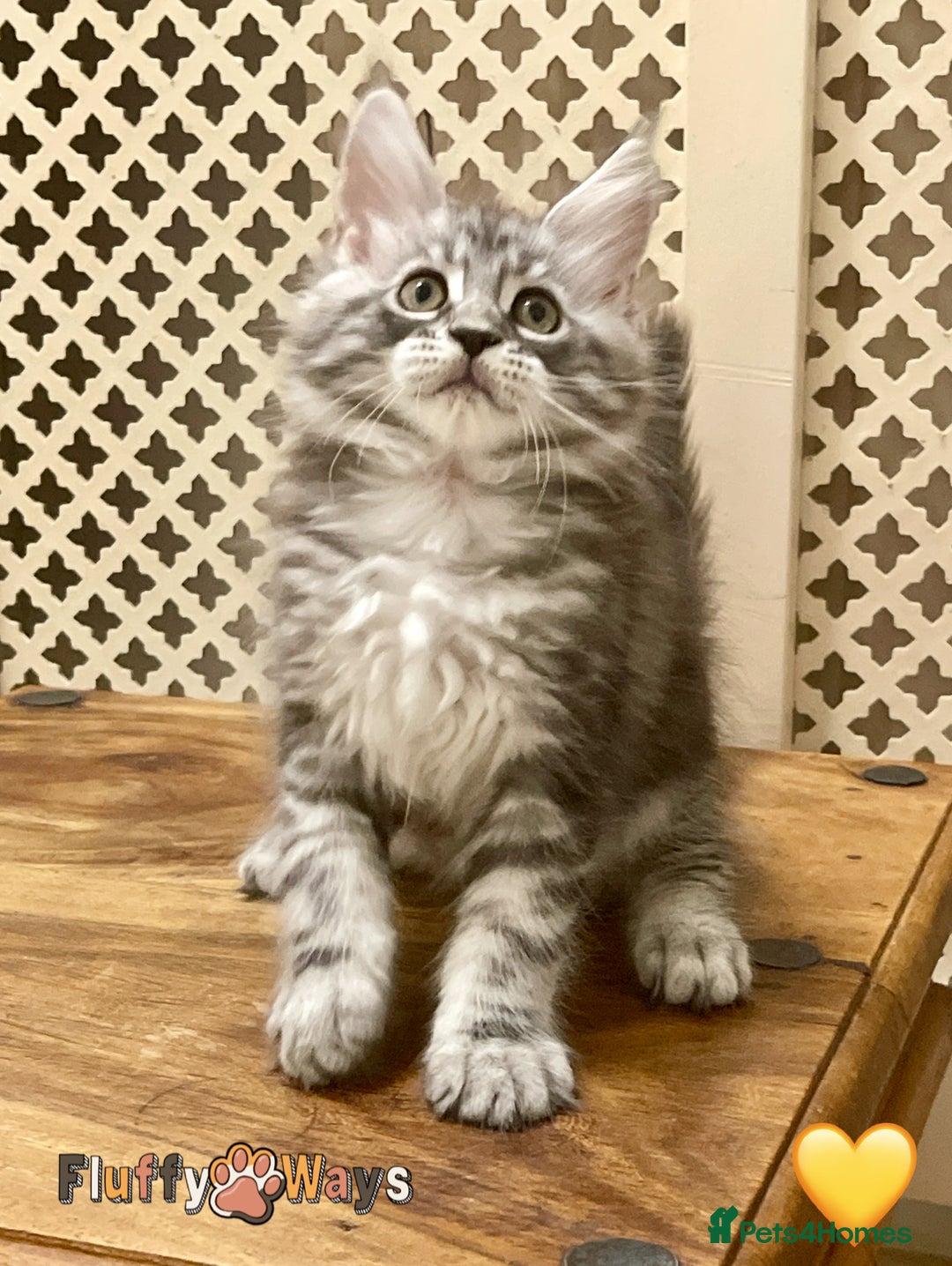 Maine Coon cats for sale: 🐾🦁 *TICA* MAINE COON KITTENS 🧬 DNA CLEAR 🦁🐾 - Image 13