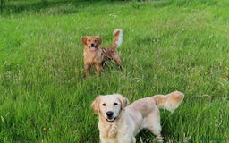 Golden Retriever dogs for sale: Kc Golden Retriever puppies for sale  - Image 31