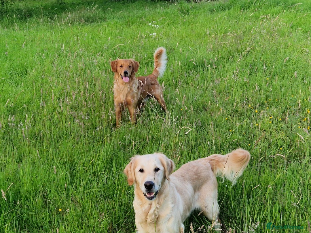 Golden Retriever dogs for sale: Kc Golden Retriever puppies for sale  - Image 31